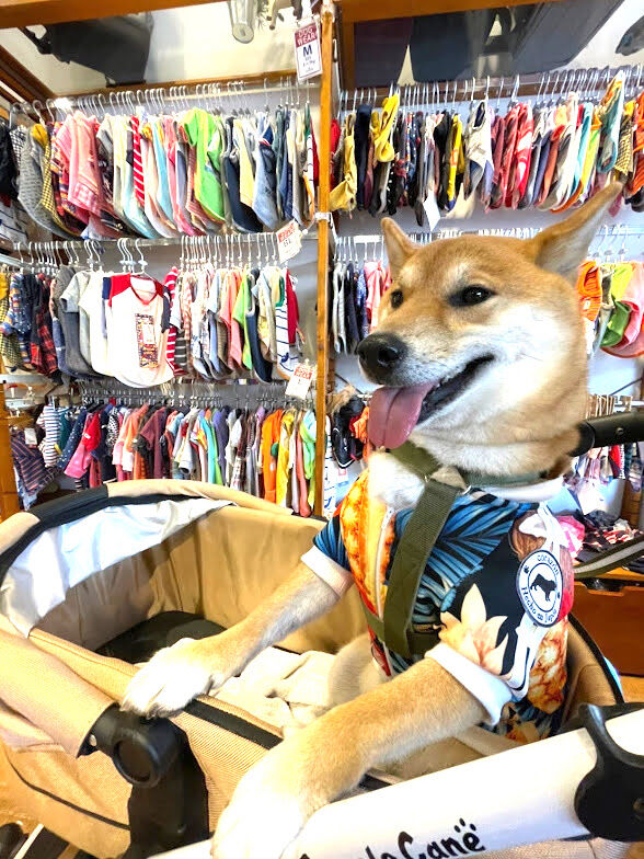 北斗晶プロデュース 社長 ブログ 社長のつぶやき 桶市ハウジング