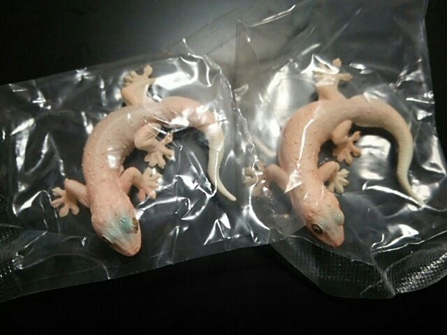 ヤモリ大全Ⅱ クレステッドゲッコー : ヤモリといっしょ