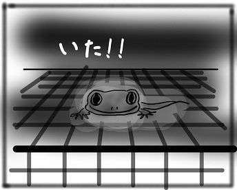 見つけた ヤモリといっしょ 見つけた ヤモリといっしょ