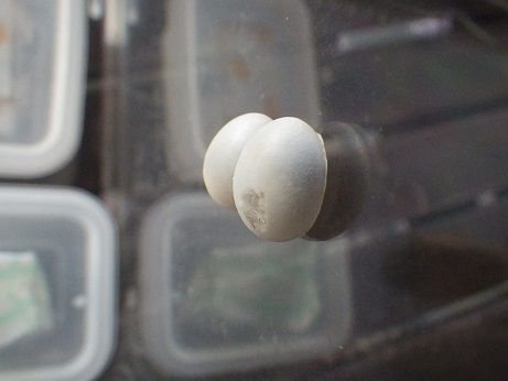 ニホンヤモリの卵を開けてみました : ヤモリといっしょ