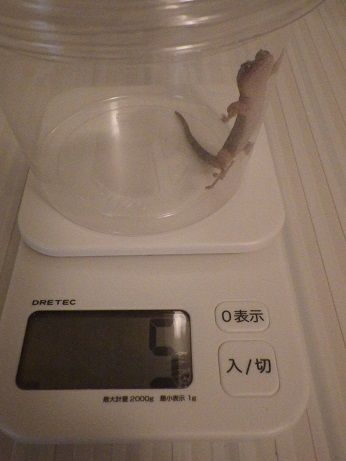 ニホンヤモリ ヤモリといっしょ