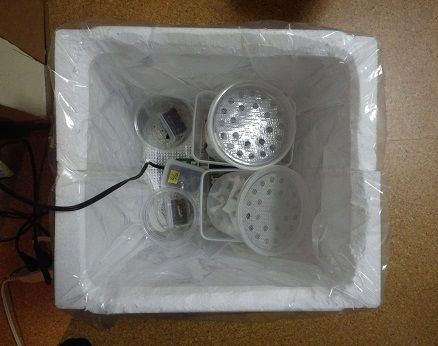 冬支度コオロギ ヤモリといっしょ 冬支度コオロギ ヤモリといっしょ