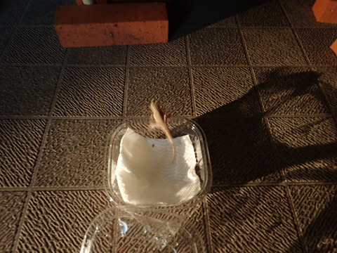 014-あっちの暗い世界を目指すんだ!ゆうじ