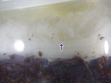 イエコの産卵床 ヤモリといっしょ