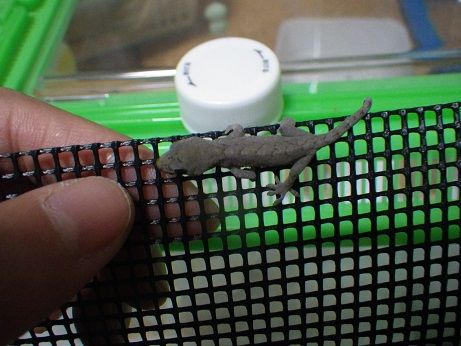 食欲スイッチが見つかりません ヤモリといっしょ