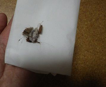 白い物 ヤモリといっしょ 白い物 ヤモリといっしょ