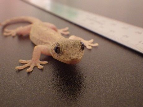 ニホンヤモリの身体測定（2015年6回目） : ヤモリといっしょ
