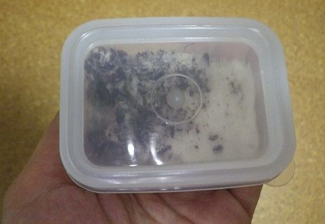 イエコの産卵床 ヤモリといっしょ