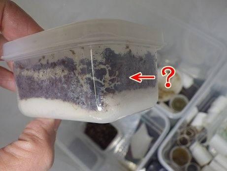 イエコの卵はカビにも粘菌にも負けない ヤモリといっしょ