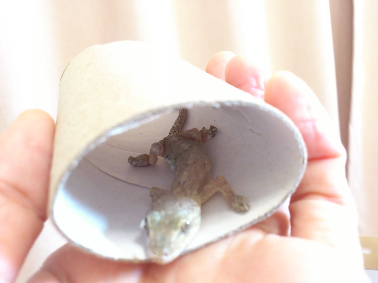 食べなさすぎてじりじりしてきた ヤモリといっしょ