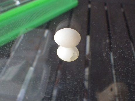 ニホンヤモリの卵を開けてみました : ヤモリといっしょ