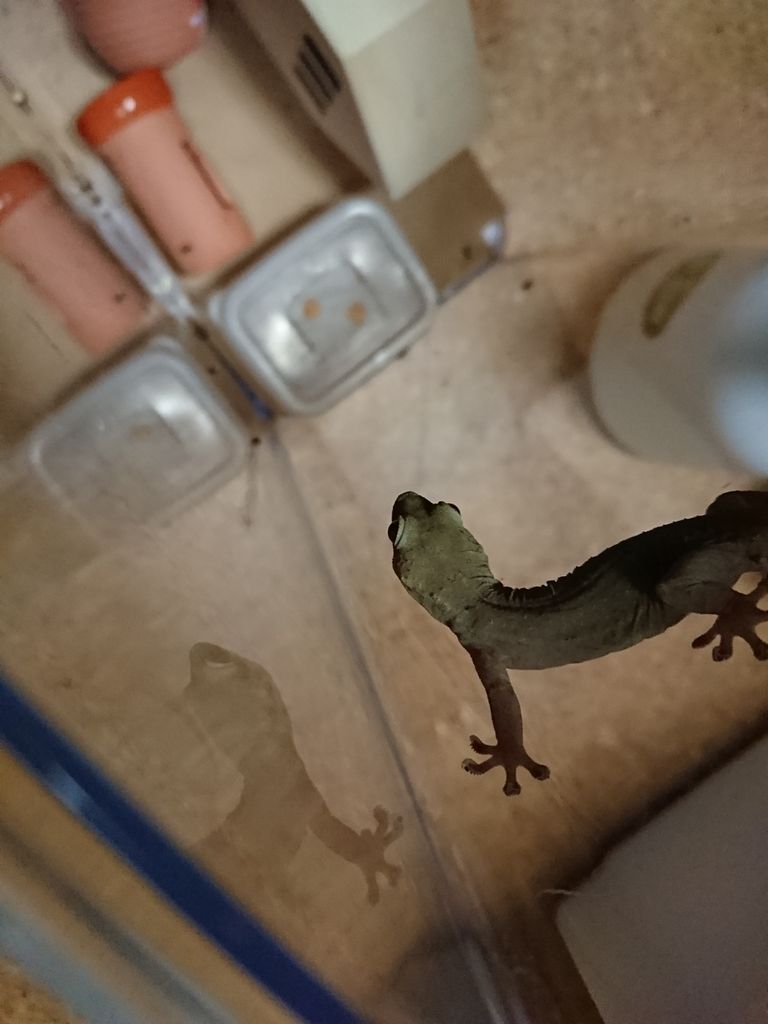 ニホンヤモリ ヤモリといっしょ