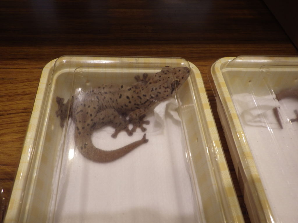 大阪レプタイルズフィーバーに行ってきました ヤモリといっしょ