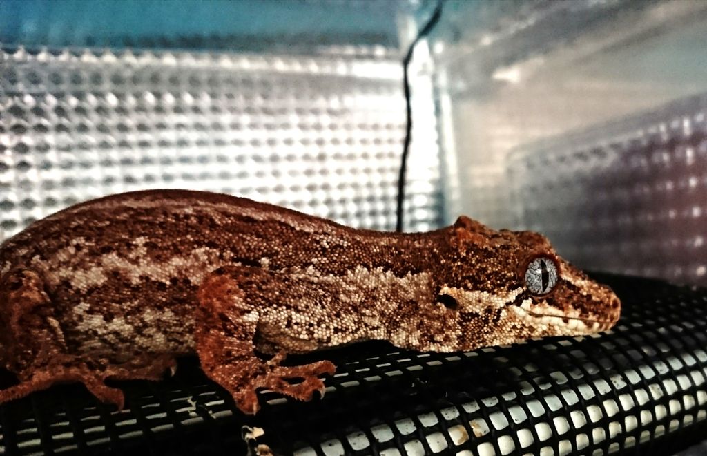 ラコダクさんたちの食べ方のクセ ヤモリといっしょ ラコダクさんたちの食べ方のクセ ヤモリといっしょ