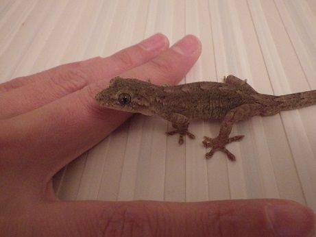 ニホンヤモリ ヤモリといっしょ
