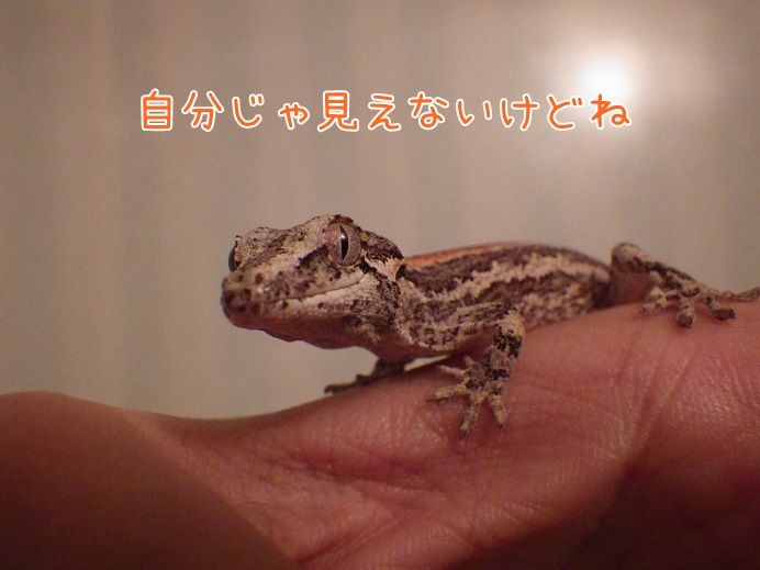 しましまの新入り ヤモリといっしょ