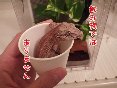 ガゴたんのケージレイアウト : ヤモリといっしょ