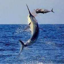 沖縄 カジキ釣り Oki Ildのblog