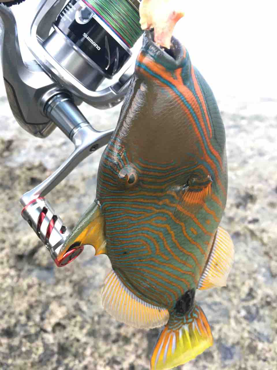 キモいモンガラ ルアーで釣りたい 沖縄初心者アングラー キモいモンガラ ルアーで釣りたい 沖縄初心者アングラー