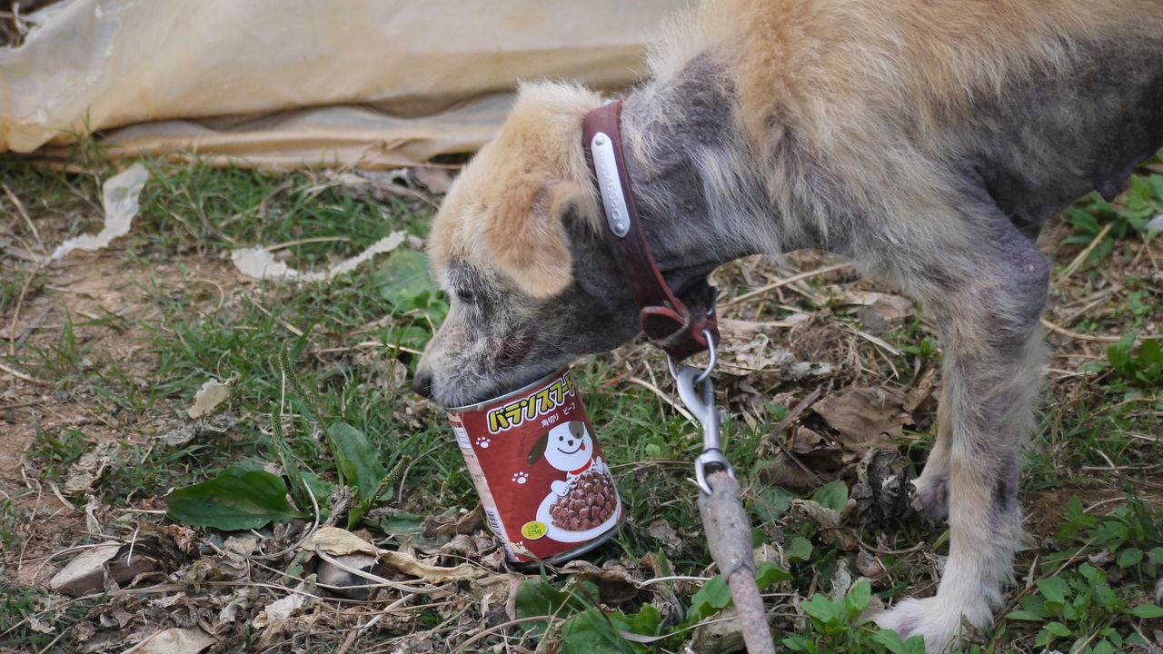 犬にとって最も過酷な町と悲惨な犬たち Bohemian Blog