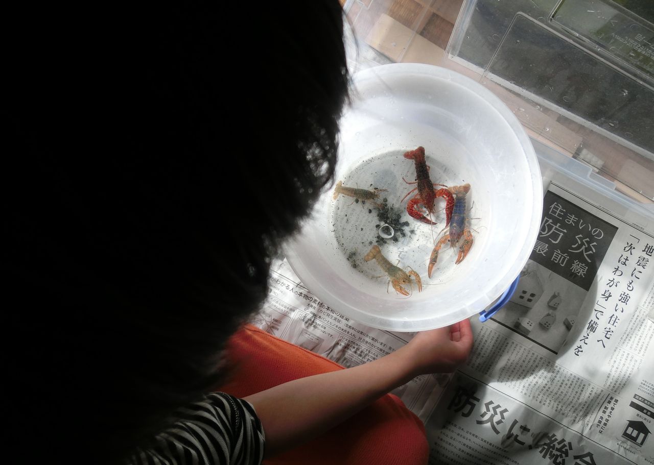 子供といっしょにザリガニを育てよう 苫米地式コーチング認定コーチ クボトオル 苫米地英人博士の子育て本をやってみた おとうちゃんと貝を愛する息子のブログ
