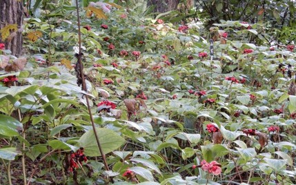 211020 山野草のエキ (69)
