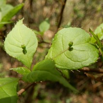 220422 山野草のエキ (21)