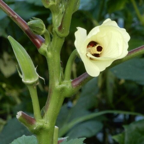 食物の花 オクラ ジャガイモ キュウリ ミニトマト ピーマン 南京豆 定年生活