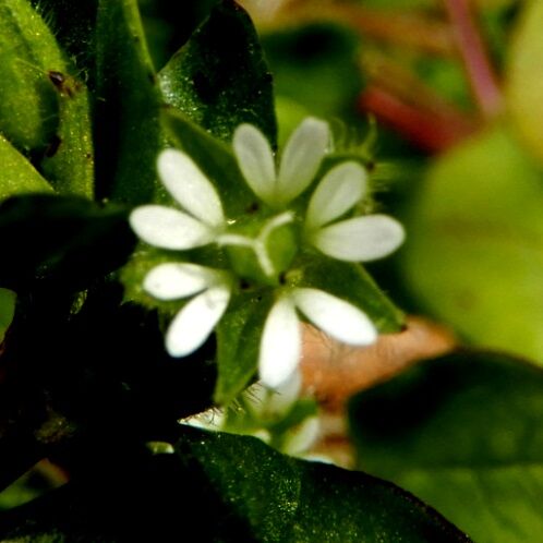 庭の花 ハコベ ナデシコ科なるぞ 定年生活