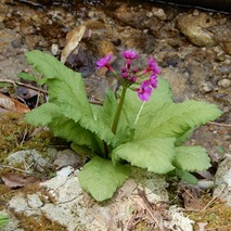 220428 山野草のエキ (54)