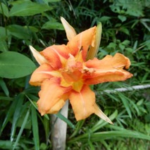 220723 山野草のエキ (19)