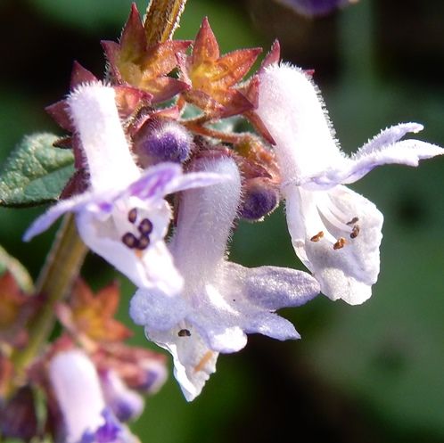 須々万の花 ウメバチソウ ノコンギク アキノタムラソウ他 定年生活