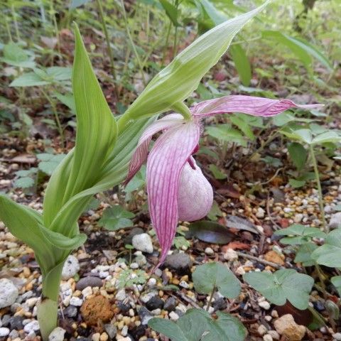 アツモリソウ : 山野草の解説