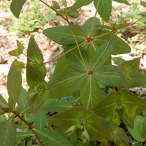 220428 山野草のエキ (80)