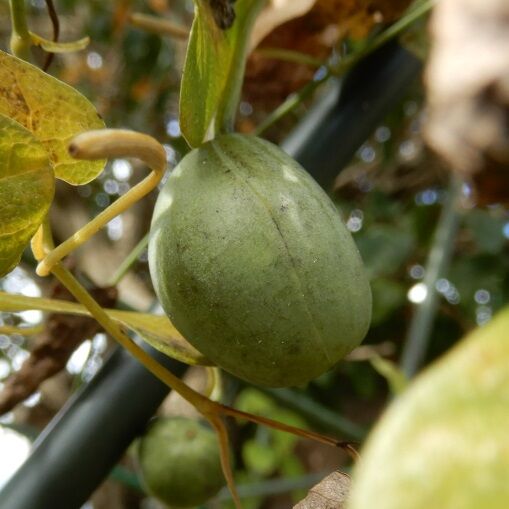庭の花の実 ウマノスズクサノミ 実が付く事が珍しいって 定年生活 庭の花の実 ウマノスズクサノミ 実が付く事が珍しいって 定年生活