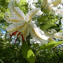 220723 山野草のエキ (79)