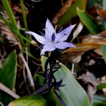 山野草 山の妖精 定年生活