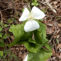 s230418 (2)山野草のエキ