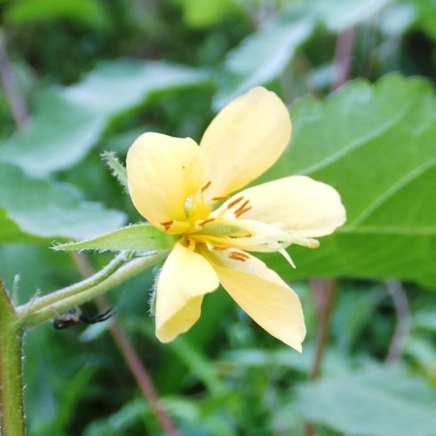 鹿野の花 たぬきのお庭に湧いて出た花 ナンバンハコベ カラスノゴマ メハジキ 定年生活