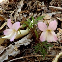 220407 山野草のエキ (131)