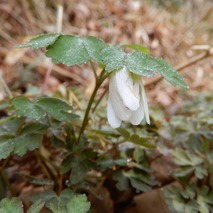 220325 山野草のエキ (54)