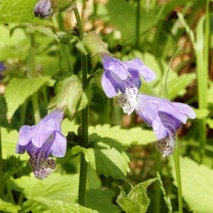 220422 山野草のエキ (23)