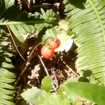 221013 山野草のエキ (60)スズランの実