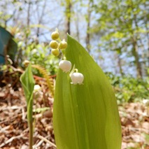 220422 山野草のエキ (52)