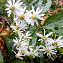 211020 山野草のエキ (18)