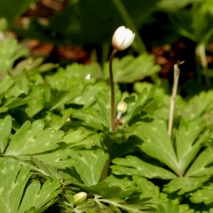 220325 山野草のエキ (49)