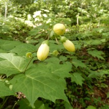 220723 山野草のエキ (50)