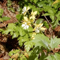 220428 山野草のエキ (108)