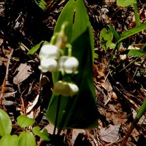 220428 山野草のエキ (120)