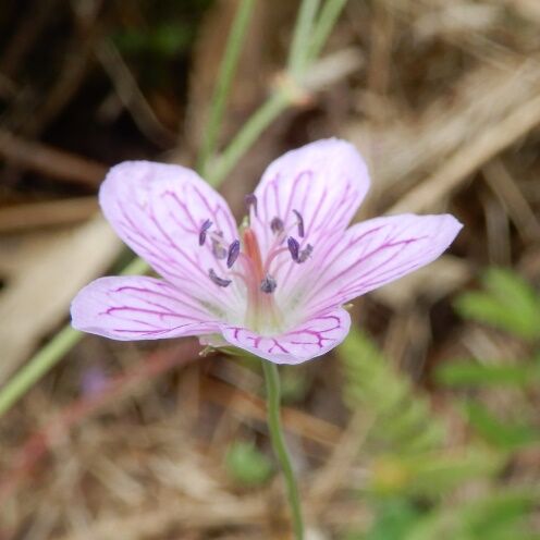 八幡湿原ー１ ビッチュウフウロ マツムシソウ タムラソウ キセルアザミ 定年生活